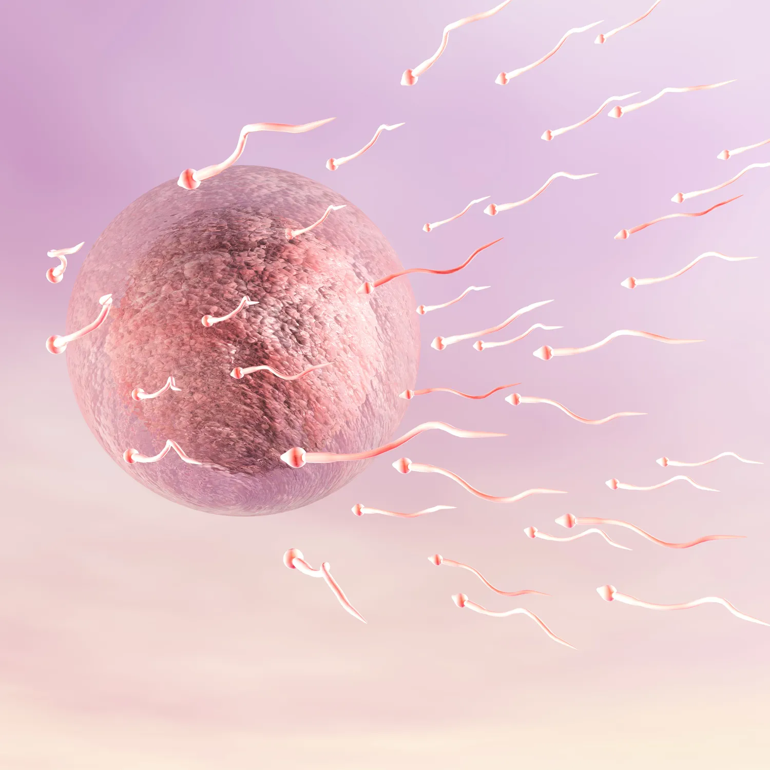 Frauenarztpraxis Dr. A. Dietrich - Gesundheitsdienste für Frauen - Eine Illustration einer rosa Eizelle, die von zahlreichen Spermien umschlossen wird.