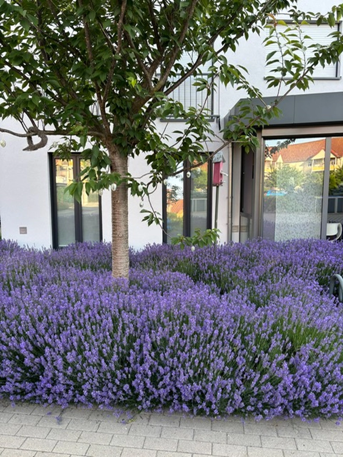 Frauenarztpraxis Dr. A. Dietrich - Gesundheitsdienste für Frauen - lila Blume