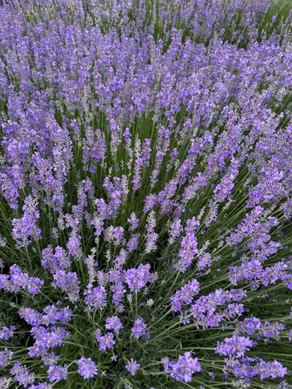 Frauenarztpraxis Dr. A. Dietrich - Gesundheitsdienste für Frauen - lila Blume