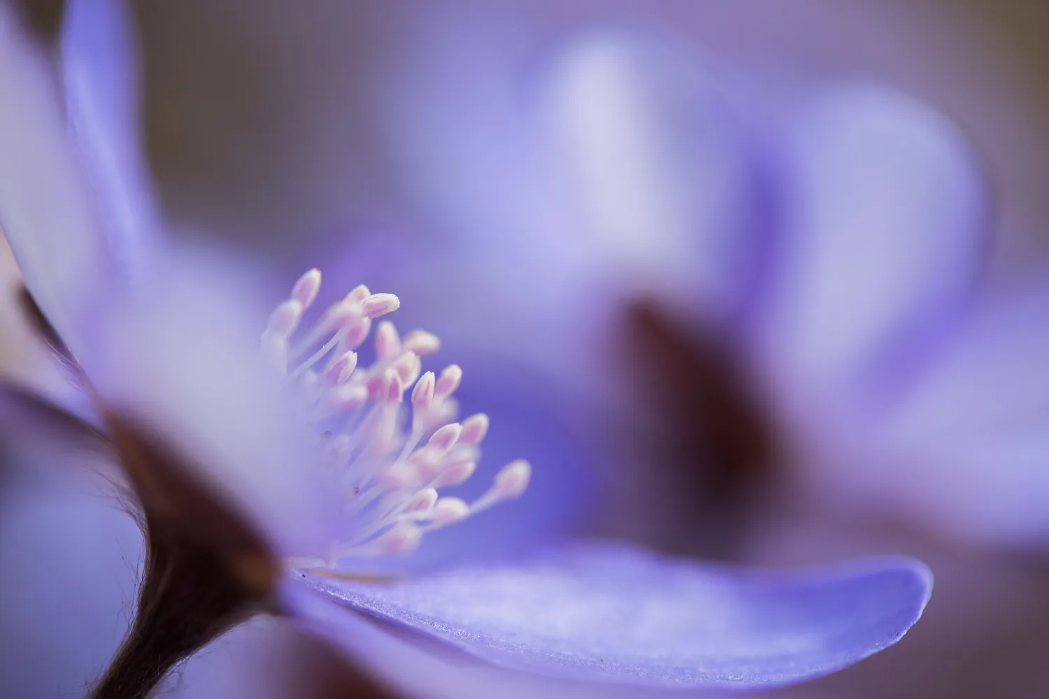 Frauenarztpraxis Dr. A. Dietrich - Gesundheitsdienste für Frauen - lila Blume