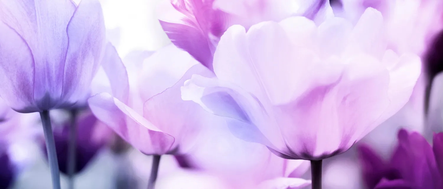 Frauenarztpraxis Dr. A. Dietrich - Gesundheitsdienste für Frauen - lila Blume